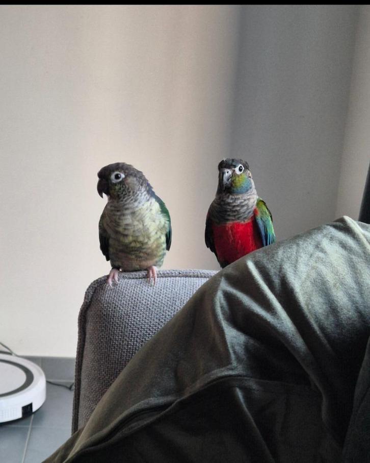 Conure pyrrhura et conure pyrrhura perlata, Diversen, Overige Diversen, Ophalen