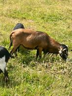 Ram te koop, Dieren en Toebehoren, Geit