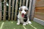 Australische herder pups (Australian shepherd - Aussie), Dieren en Toebehoren, Honden | Herdershonden en Veedrijvers, België, CDV (hondenziekte)