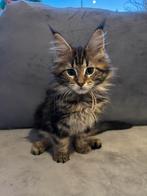 Maine coon kitten 1 lady, Dieren en Toebehoren, Katten en Kittens | Raskatten | Langhaar, Meerdere dieren, Gechipt, 0 tot 2 jaar