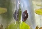 Puntige blaashoorn slak, Dieren en Toebehoren, Slak of Weekdier, Zoetwatervis