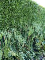 Thuya plicata atrovirens, Tuin en Terras, Ophalen