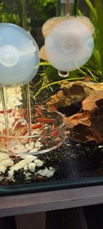 Rode vuurgarnalen, Dieren en Toebehoren, Vissen | Aquariumvissen