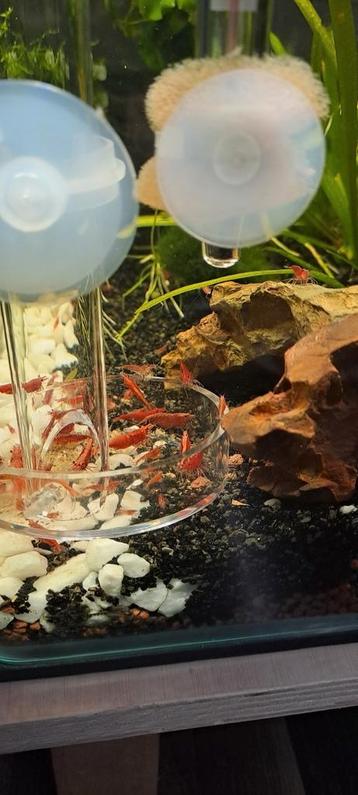 Rode vuurgarnalen  beschikbaar voor biedingen