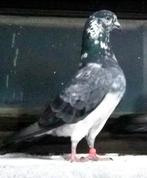 Pigeon pakistan