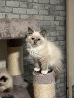 Ragdoll kittens met stamboom, Dieren en Toebehoren, Katten en Kittens | Raskatten | Korthaar, Kater, Gechipt, 0 tot 2 jaar