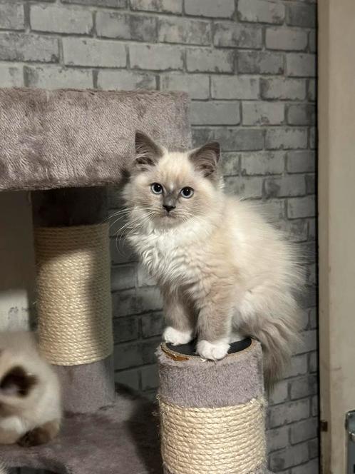 Ragdoll kittens met stamboom, Dieren en Toebehoren, Katten en Kittens | Raskatten | Korthaar, Kater, 0 tot 2 jaar, Met stamboom