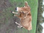 Jersey koe pink, Dieren en Toebehoren, Vrouwelijk, 0 tot 2 jaar