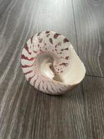 Schelp, Ophalen of Verzenden