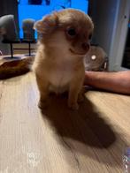 Chiwawa meisjes beschikbaar, België, Overige rassen, 8 tot 15 weken, Meerdere