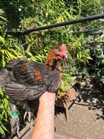Marans hanen, Dieren en Toebehoren, Mannelijk, Kip