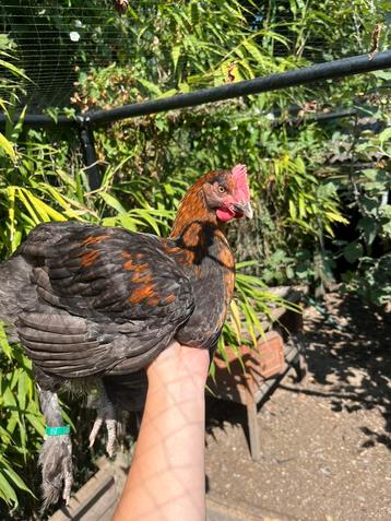 Marans hanen beschikbaar voor biedingen
