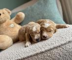 Mooie goldendoodle pups (Golden retriever x Poedel), Dieren en Toebehoren, Golden retriever, België, CDV (hondenziekte), 8 tot 15 weken