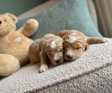 Mooie goldendoodle pups (Golden retriever x Poedel) beschikbaar voor biedingen