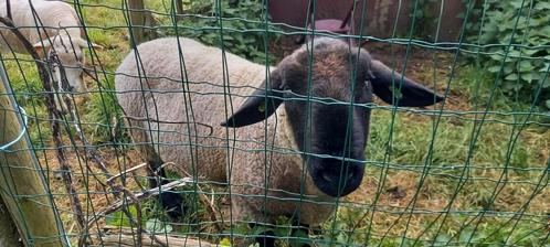 Suffolk dekram van dec 2022, Dieren en Toebehoren, Schapen, Geiten en Varkens