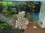 Jonge guppies, in mooie kleuren, Dieren en Toebehoren, Vissen | Aquaria en Toebehoren, Ophalen, Zo goed als nieuw