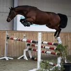 Lieve 4 jarige merrie, Dieren en Toebehoren, Paarden, Merrie, Springpaard, Gechipt, Zadelmak