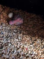 Jonge Lori van de blauwe bergen, Dieren en Toebehoren, Vogels | Parkieten en Papegaaien