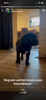 Voeding voor de Cane Corso, Animaux & Accessoires, Accessoires pour chiens, Enlèvement, Neuf