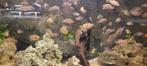 rode Acara, Dieren en Toebehoren, Vissen | Aquariumvissen, Vis, Zoetwatervis