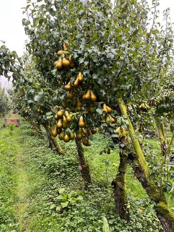 Oude hoogstam fruitbomen perenbomen tuinplanten  beschikbaar voor biedingen