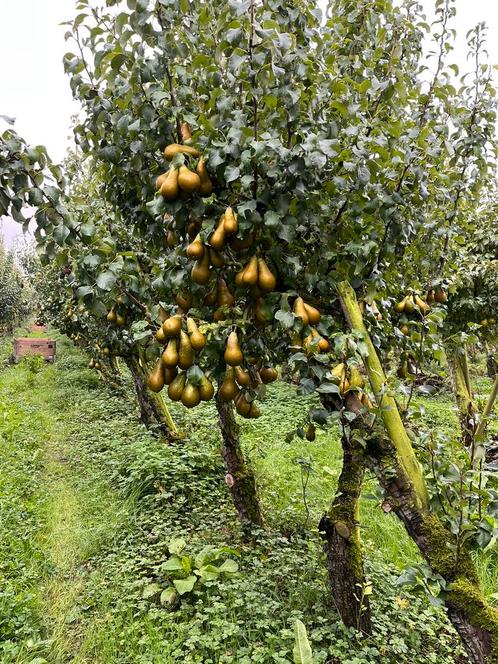 Oude hoogstam fruitbomen perenbomen tuinplanten, Jardin & Terrasse, Plantes | Jardin, Plante fixe, Plantes fruitières, Enlèvement