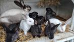 Jonge konijnen (vleesras)  - deel 1, Dieren en Toebehoren, Konijnen
