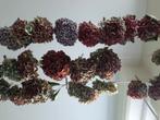 Hortensia droogbloemen, Huis en Inrichting, Woonaccessoires | Kransen, Ophalen of Verzenden, Nieuw