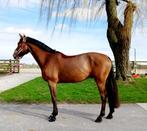 Chique  Bwp ruin te koop, Dieren en Toebehoren, Paarden, Met stamboom, Springpaard, Ruin, Niet van toepassing