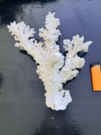 KORAAL 29 cm, Verzamelen, Ophalen of Verzenden