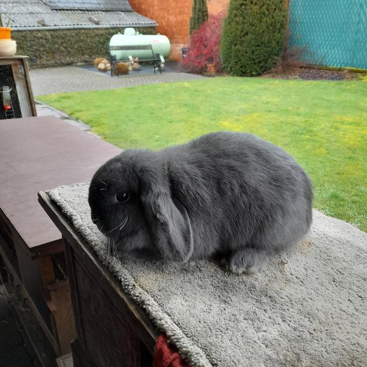 Nederlandse hangoordwerg  blauw  vr/ 1 jaar, Animaux & Accessoires, Rongeurs, Femelle, Janvier, Domestique