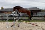 Springgefokt paard, Dieren en Toebehoren, Paarden, Springpaard, Ruin, Onbeleerd, Gechipt