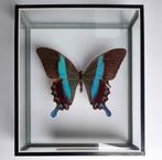 Papillon sous cadre - Papilio Blumei, Collections, Collections Animaux, Utilisé, Enlèvement ou Envoi