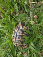 Hermann-schildpad, Dieren en Toebehoren, Reptielen en Amfibieën, Schildpad