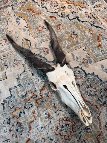 Eland antilope schedel GROOT, Enlèvement, Comme neuf, Crâne