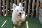 West Highland white terriër pups (westie pups, teefjes), Dieren en Toebehoren, Honden | Jack Russells en Terriërs, België, Overige rassen