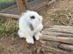 Teddy dwerg x NHD, Dieren en Toebehoren, Mannelijk, Dwerg, Hangoor