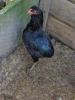 kippen : araucana, Dieren en Toebehoren, Pluimvee, Meerdere dieren, Kip