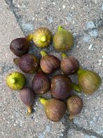 Bio vijgen vers uit de tuin, Ophalen, Vijgenboom