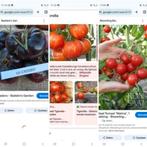 Tomaten zaden te ruil, Tuin en Terras, Bloembollen en Zaden, Ophalen, Zaad