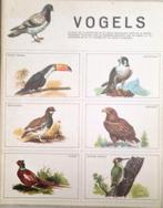 Vogels, Boeken, Dieren en Huisdieren, Ophalen of Verzenden, Vogels