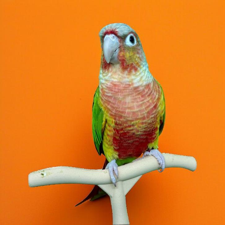 Conures de molina EAM a remanipuler, Dieren en Toebehoren, Vogels | Parkieten en Papegaaien, Dwergpapegaai of Agapornis, Geslacht onbekend