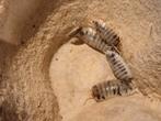 Porcellio leavis 'dairy cow' isopods, Dieren en Toebehoren, Insecten en Spinnen, Overige soorten