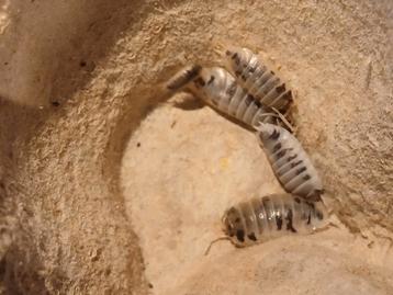 Porcellio leavis 'dairy cow' isopods beschikbaar voor biedingen