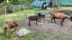 Bokje, Dieren en Toebehoren, Schapen, Geiten en Varkens, Geit