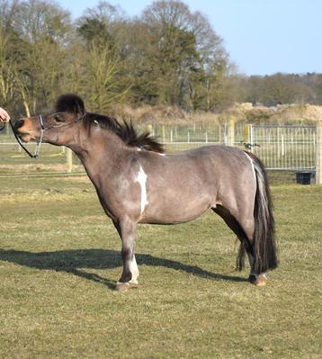 Dragende AMHA / Nmprs minipaard merrie, Dieren en Toebehoren, Pony's, Merrie, Gechipt, 11 jaar of ouder