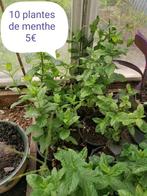 Plantes, Ophalen