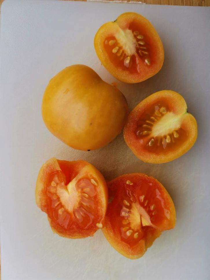 late tomaat voor lange bewaring Gouden Ponderosa - 5 zaden, Tuin en Terras, Bloembollen en Zaden, Zaad, Voorjaar, Verzenden