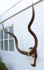 Grote schedel KUDU ANTILOPE op houten schild (gewei - # J), Ophalen of Verzenden, Gebruikt, Wild dier, Schedel