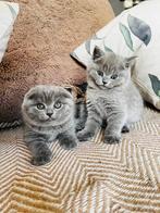 Nos 3 petites filles..., Enlèvement